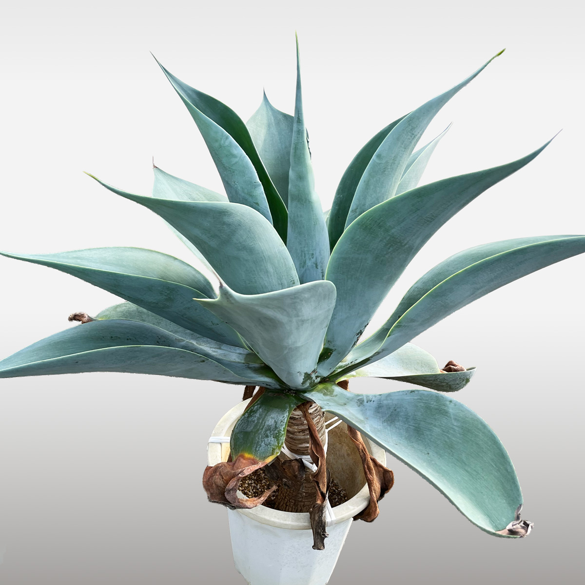 Operculicarya Pachypus