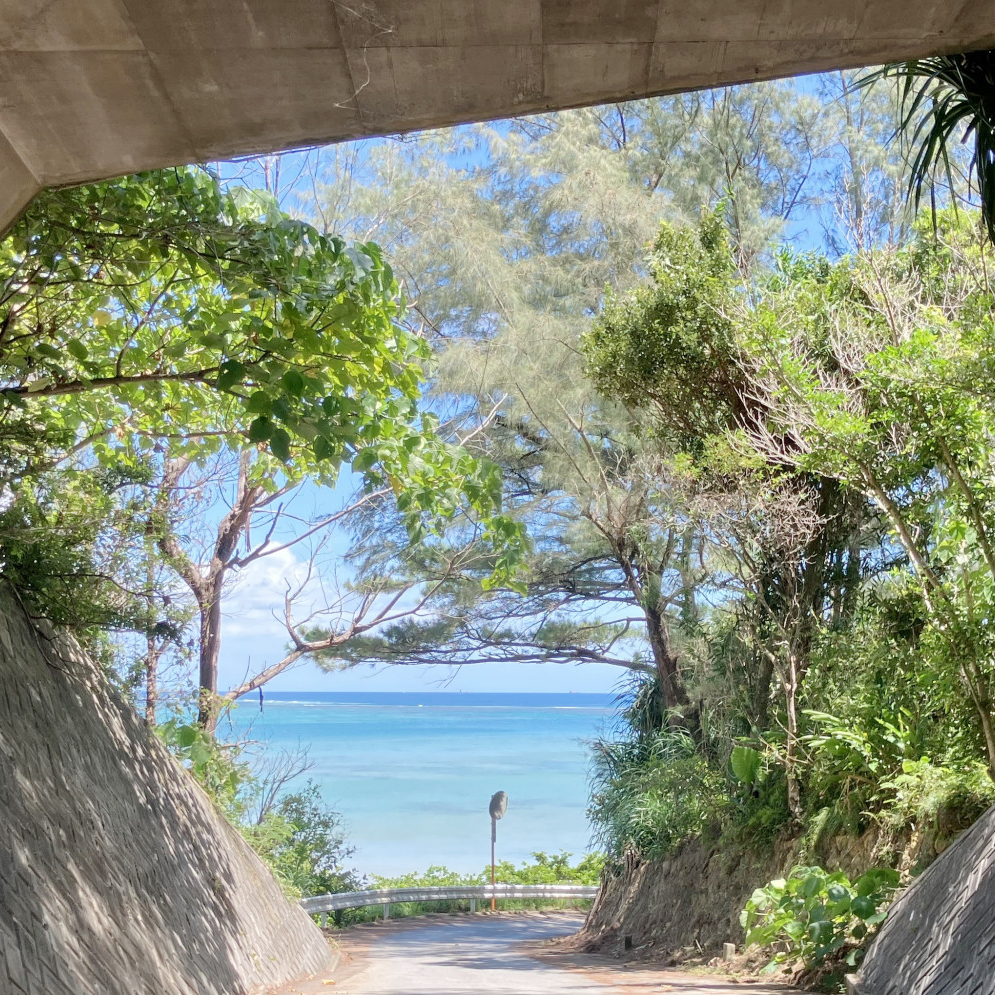 宜野座のハウス全景と光