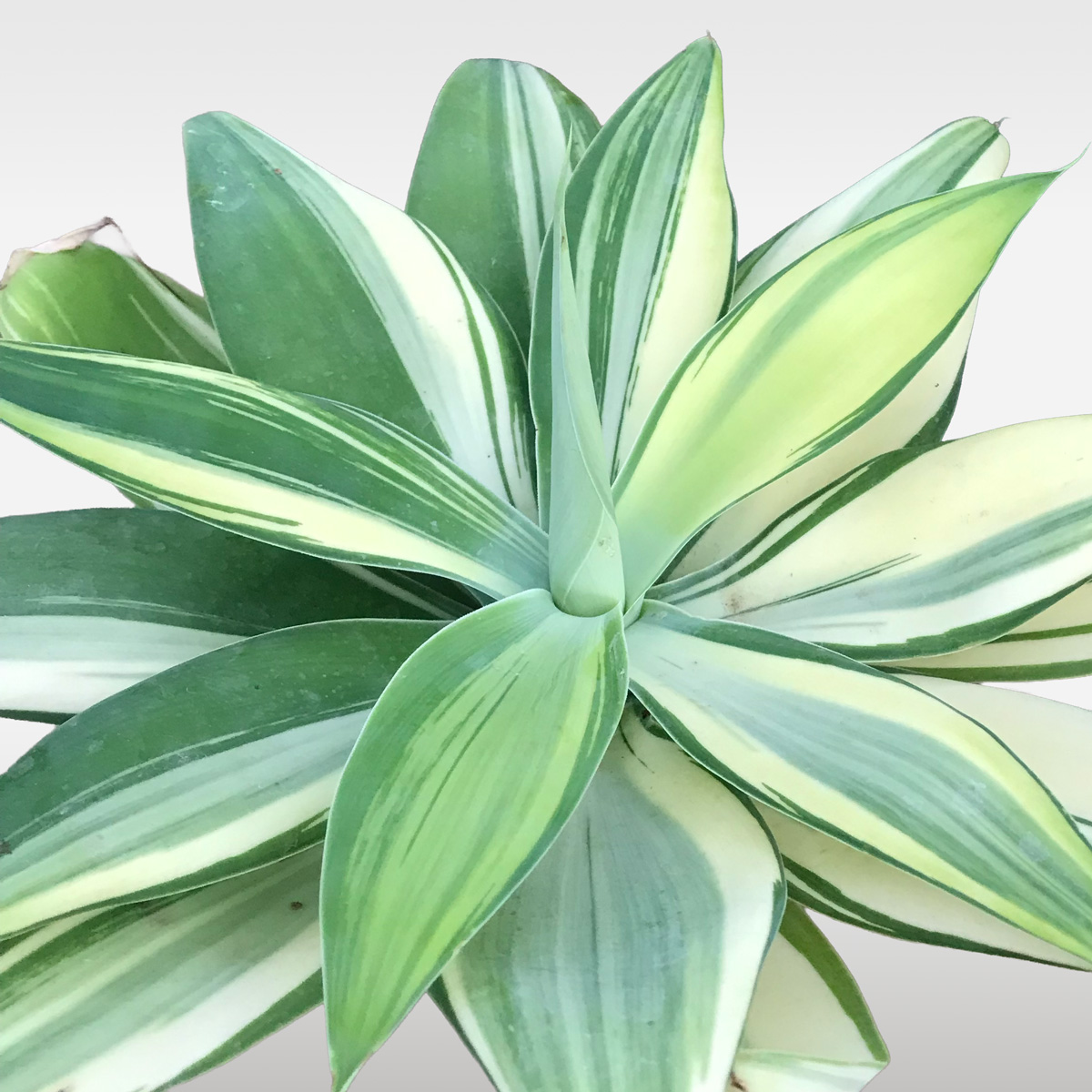 Pachypodium Gracilius