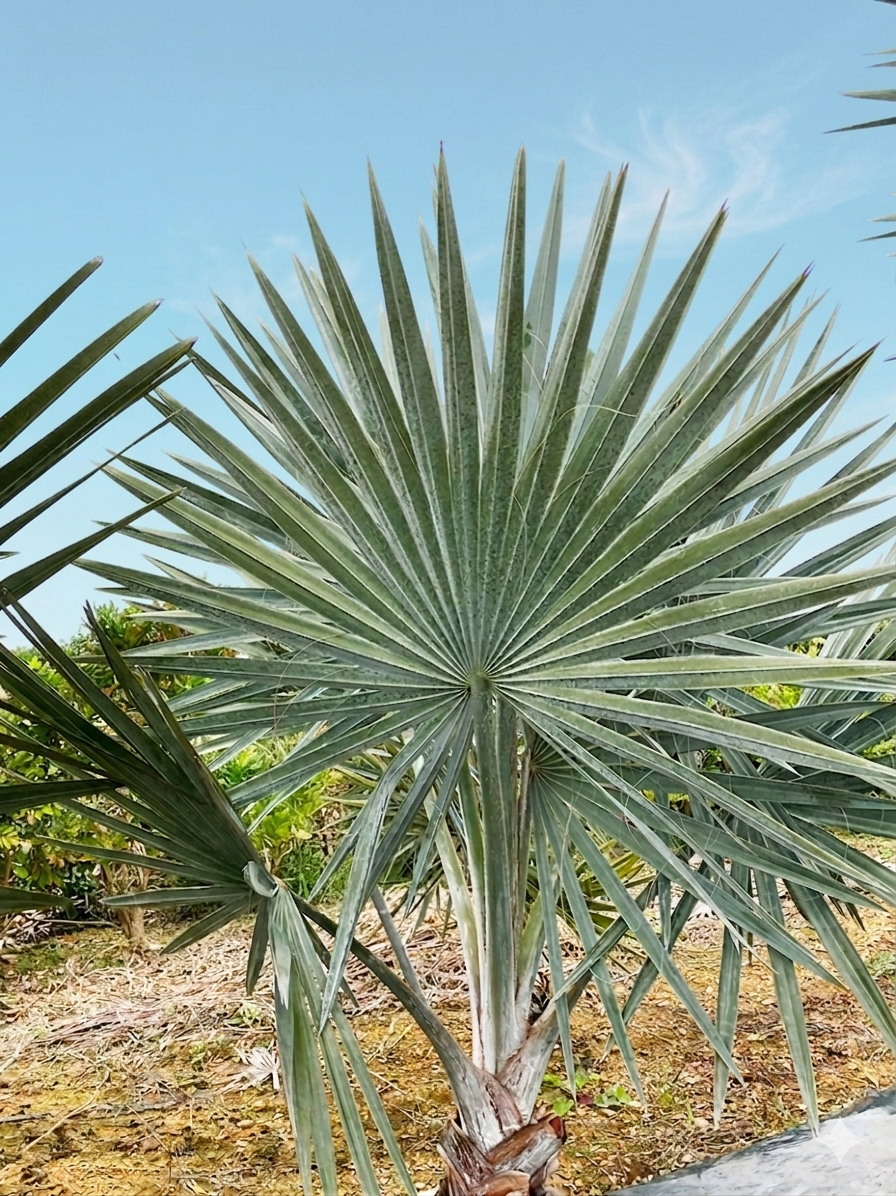 ガトーエプランツ哲学