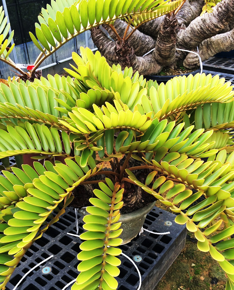 ガトーエプランツ復活する力