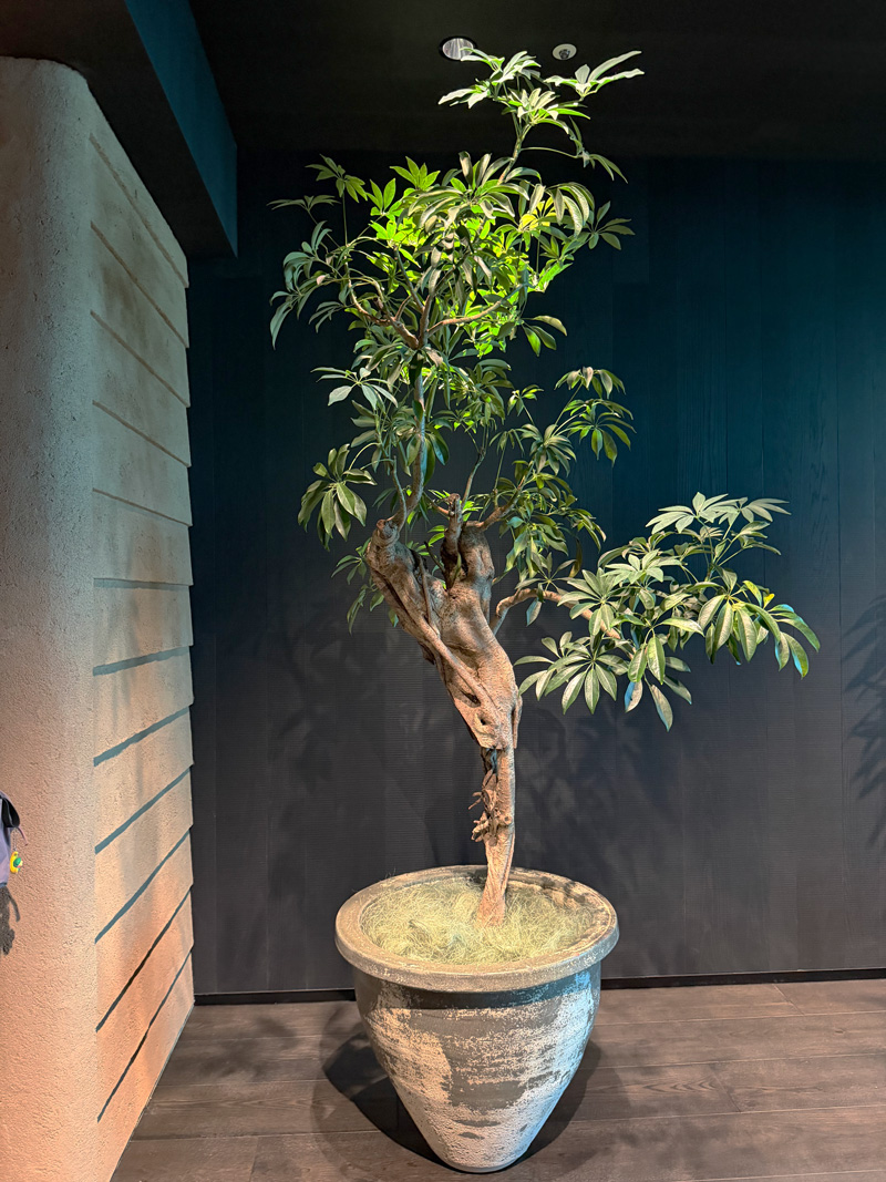 ガトーエプランツ空間の調律